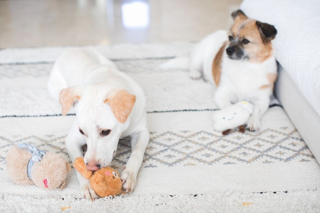 hero-gallery-03 Two dogs enjoy playtime indoors on a patterned rug, each with a plush toy.