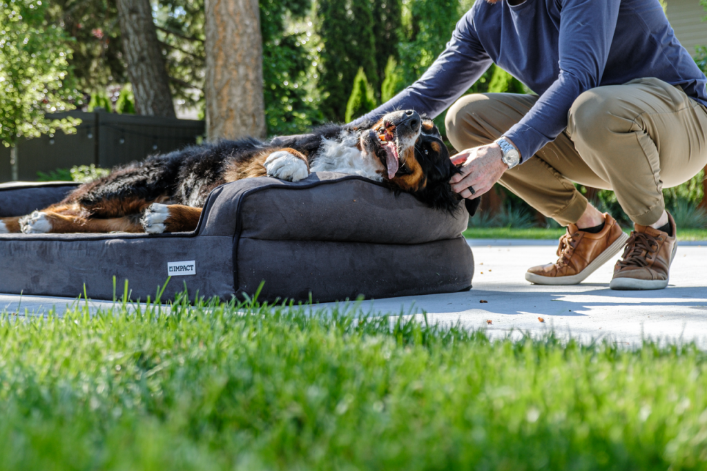 hero-gallery-02 Happy Bernese Mountain Dog enjoying the sunshine on a comfortable dog bed outdoors.