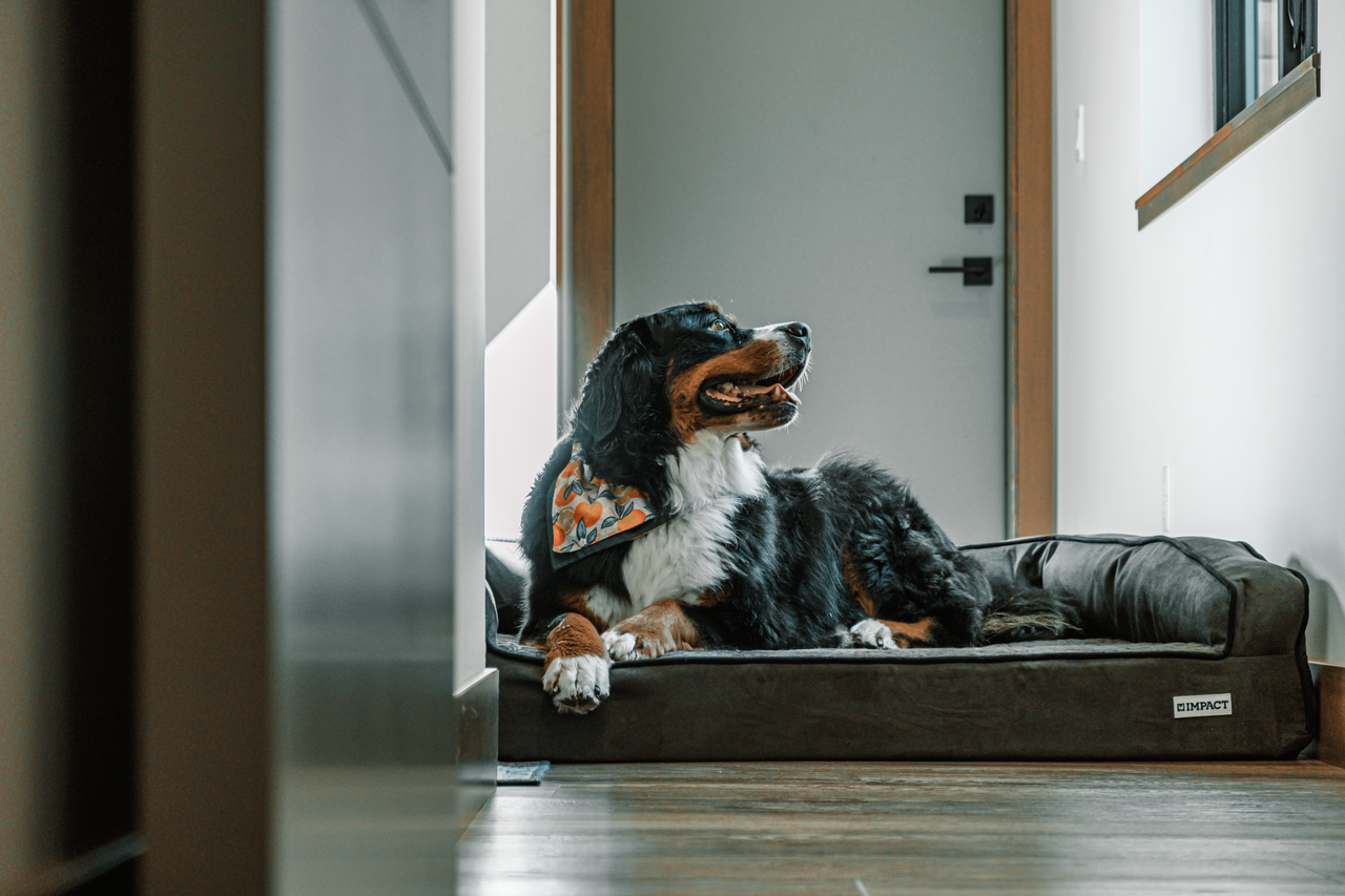 about-img Cute Bernese Mountain Dog on a cozy dog bed indoors, smiling and relaxed.