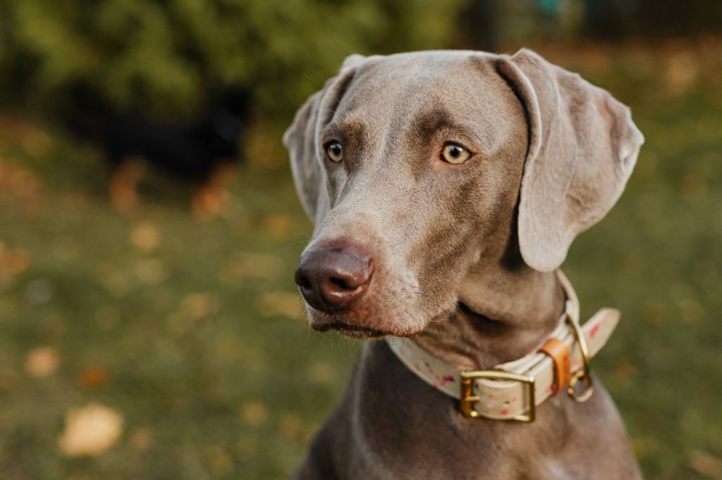 hero-gallery-01 A detailed close-up portrait of a Weimaraner dog wearing a collar, set in an outdoor environment.