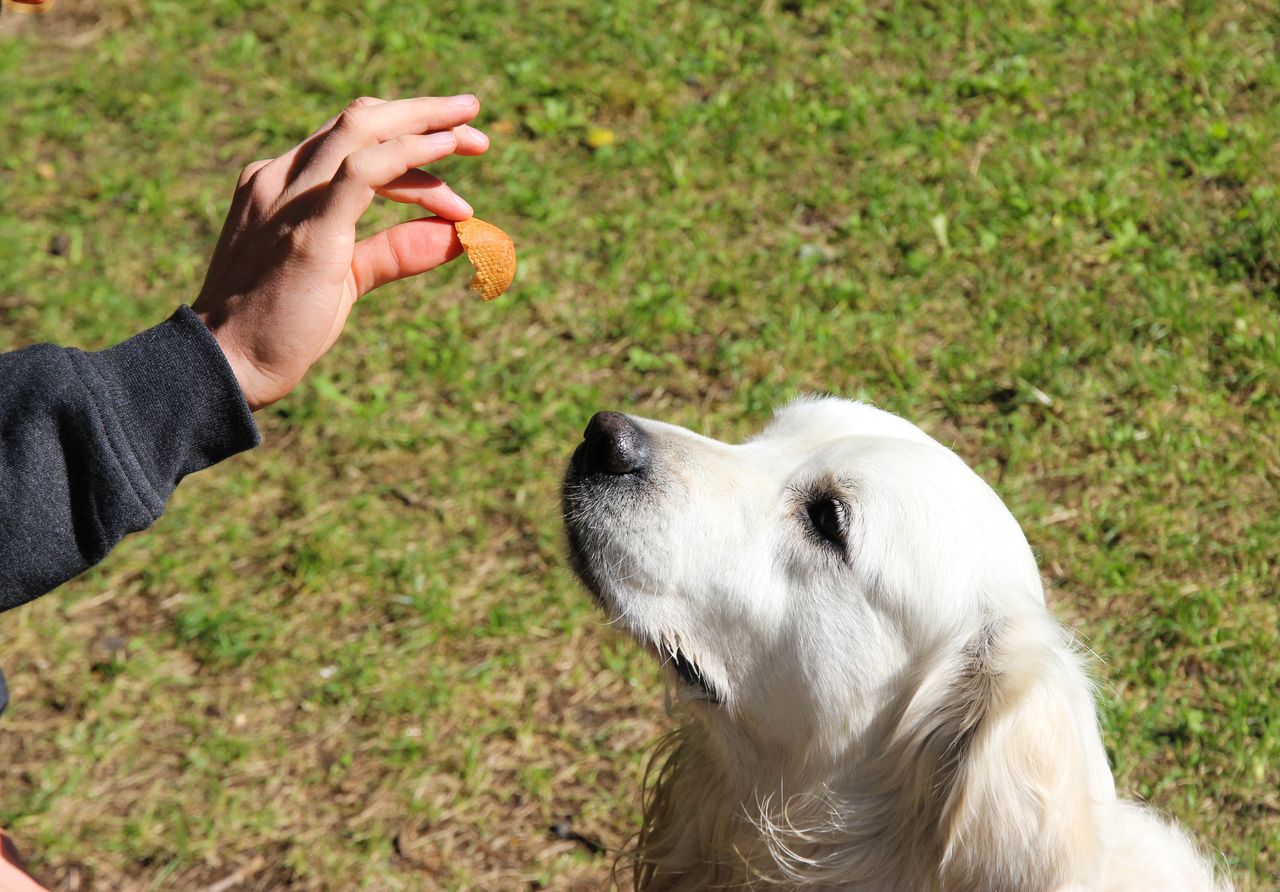 Friandises pour chien
