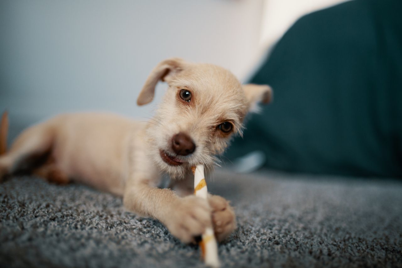 Friandises pour chiots adaptées à l’éducation